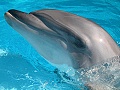 Dolphin Olympics 